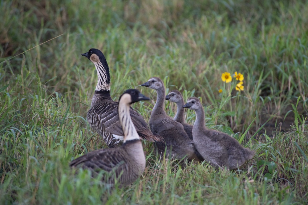 Hawaii's State Bird the Hawaiian Nene on PMRF