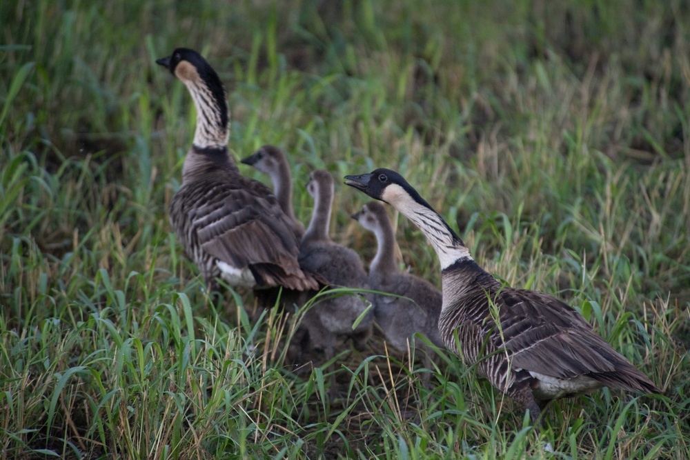 Hawaii's State Bird the Hawaiian Nene on PMRF