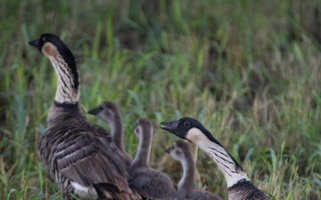 Nurturing Nene: PMRF Protects Hawaii State Bird