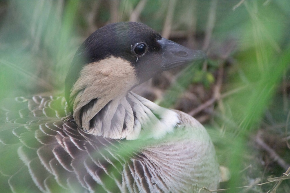 Hawaii's State Bird the Hawaiian Nene on PMRF