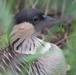 Hawaii's State Bird the Hawaiian Nene on PMRF