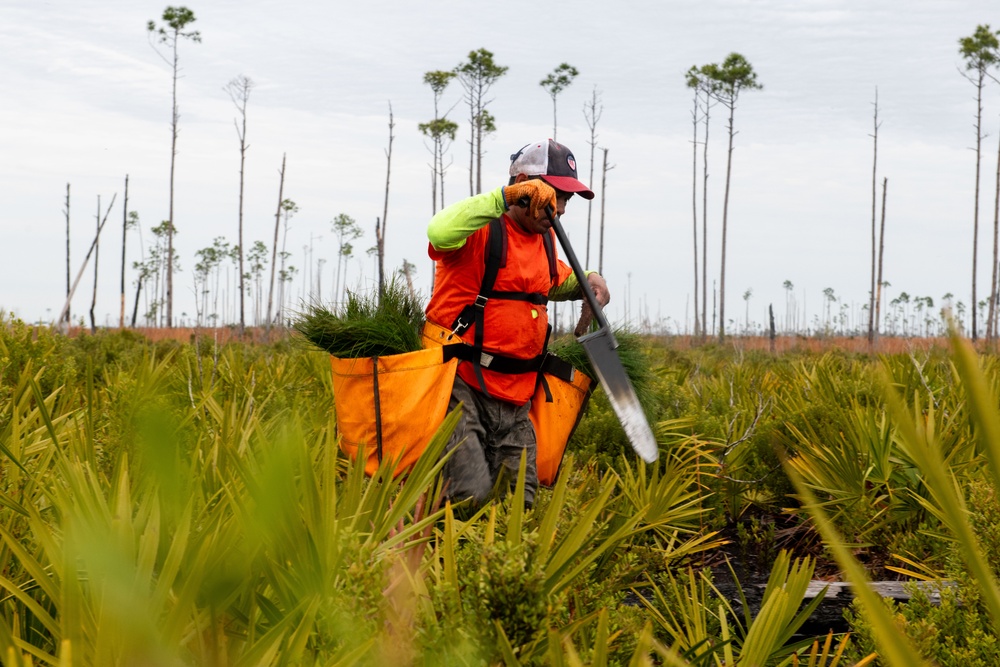 Sprucing up Tyndall’s forests