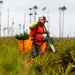 Sprucing up Tyndall’s forests