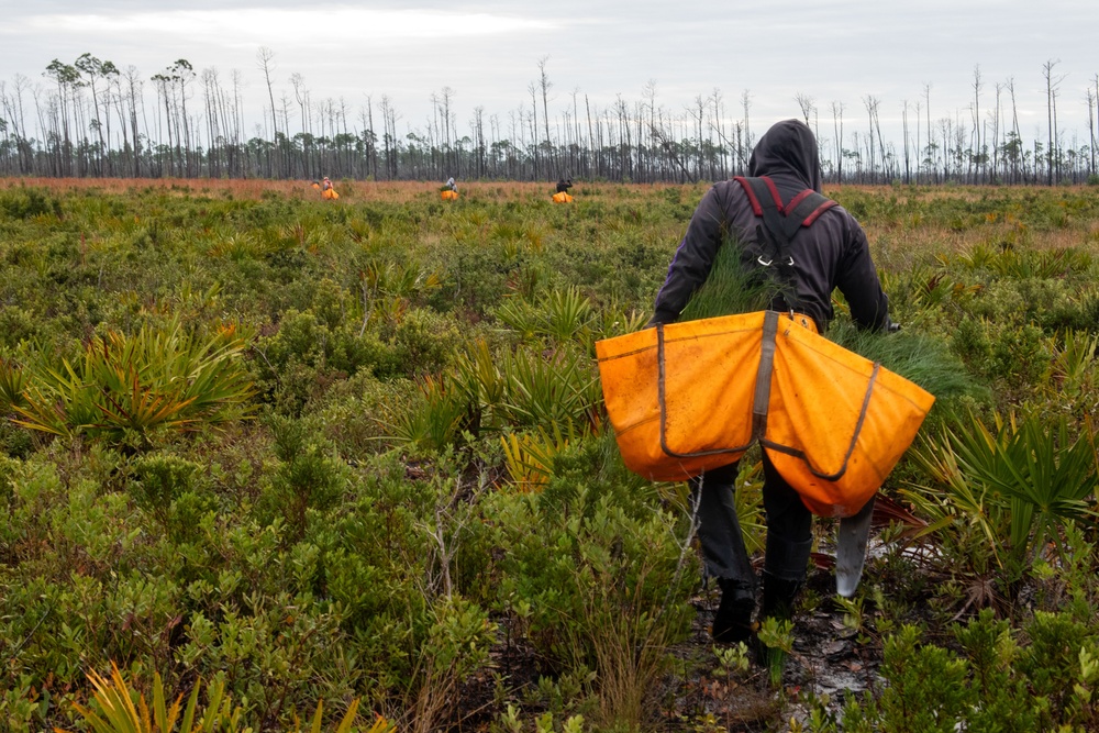 Sprucing up Tyndall’s forests