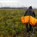 Sprucing up Tyndall’s forests