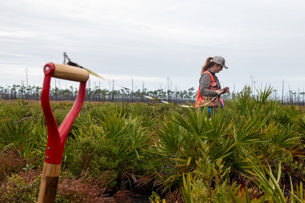 Sprucing up Tyndall’s forests