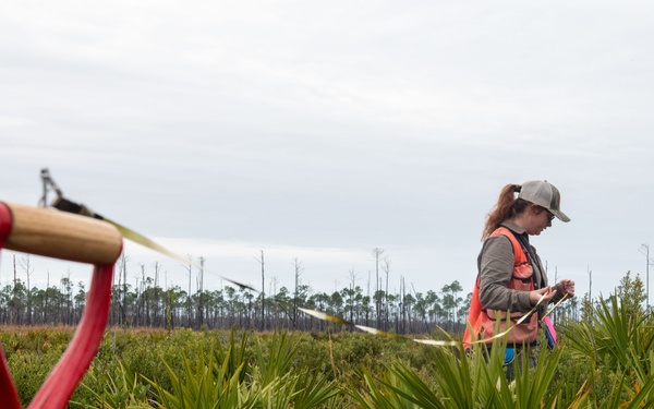 Sprucing up Tyndall’s forests