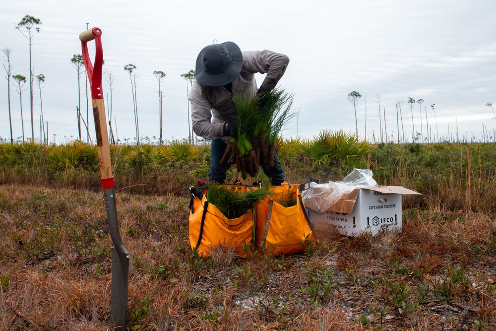 Sprucing up Tyndall’s forests