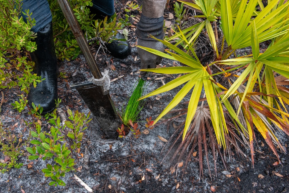 Sprucing up Tyndall’s forests