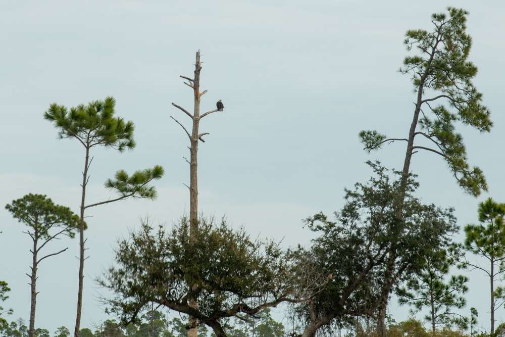 Sprucing up Tyndall’s forests