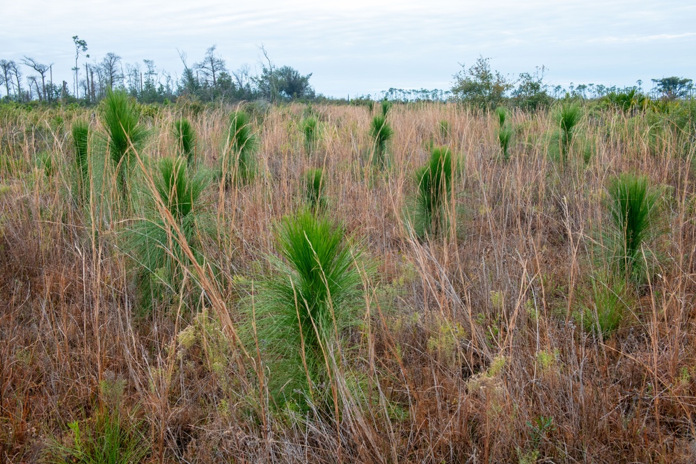 Sprucing up Tyndall’s forests