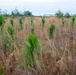 Sprucing up Tyndall’s forests