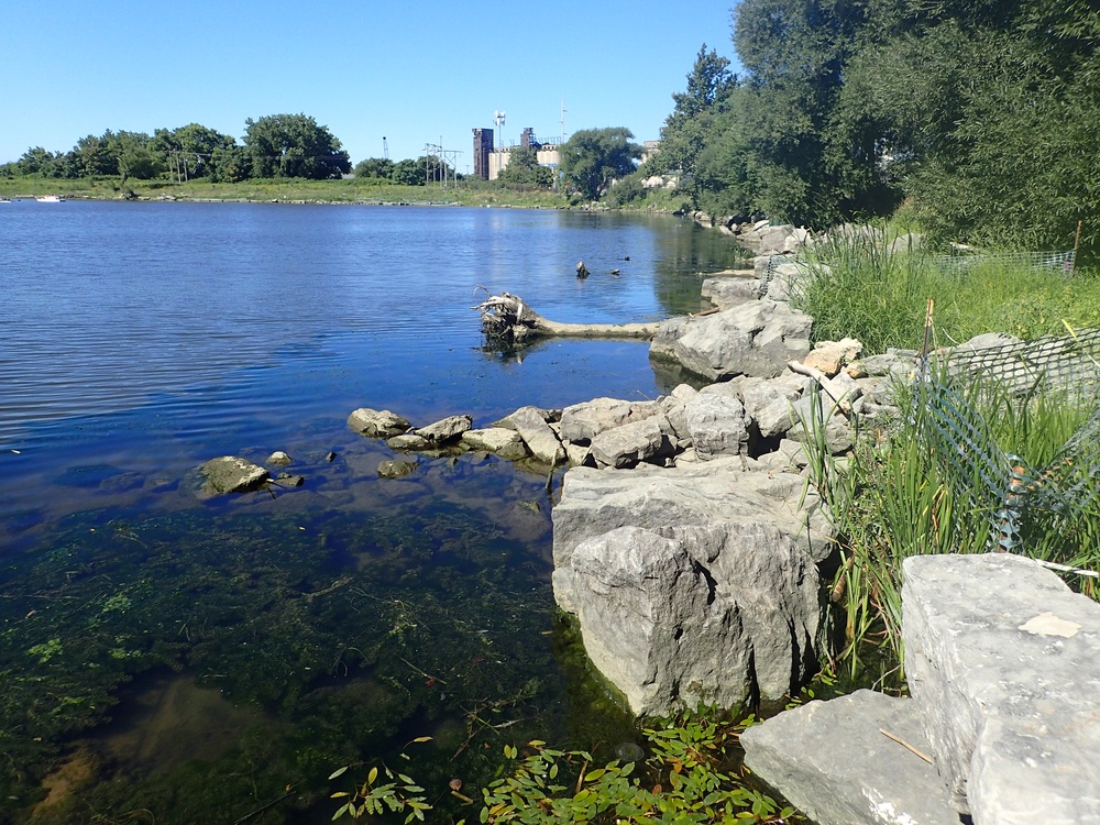 Buffalo River Habitat Restoration Completed at Katherine Street