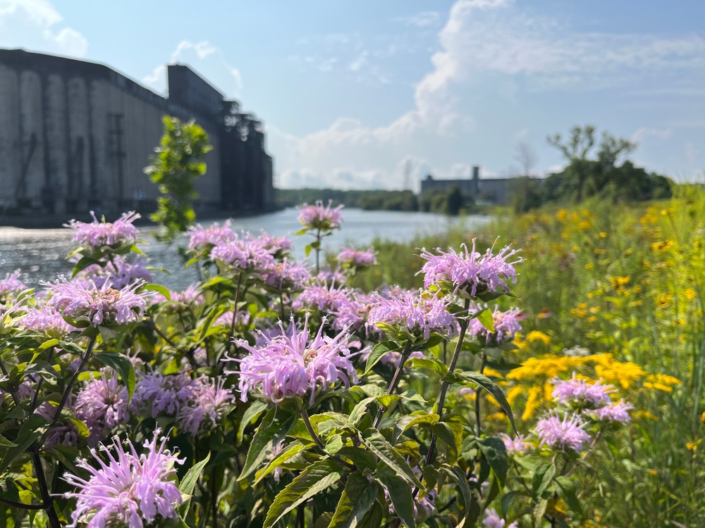 Buffalo River Habitat Restoration Completed at Katherine Street