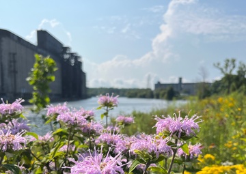 Buffalo River Habitat Restoration Completed at Katherine Street