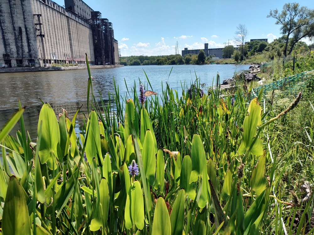 Buffalo River Habitat Restoration Completed at Katherine Street