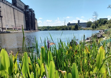 Buffalo River Habitat Restoration Completed at Katherine Street