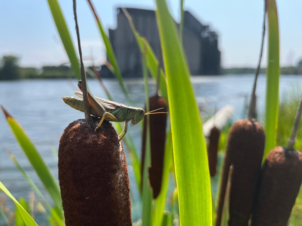 Buffalo River Habitat Restoration Completed at Katherine Street