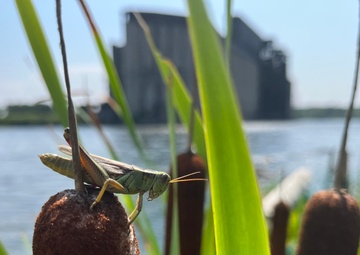 Buffalo River Habitat Restoration Completed at Katherine Street