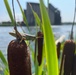 Buffalo River Habitat Restoration Completed at Katherine Street