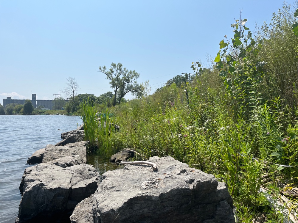 Buffalo River Habitat Restoration Completed at Katherine Street