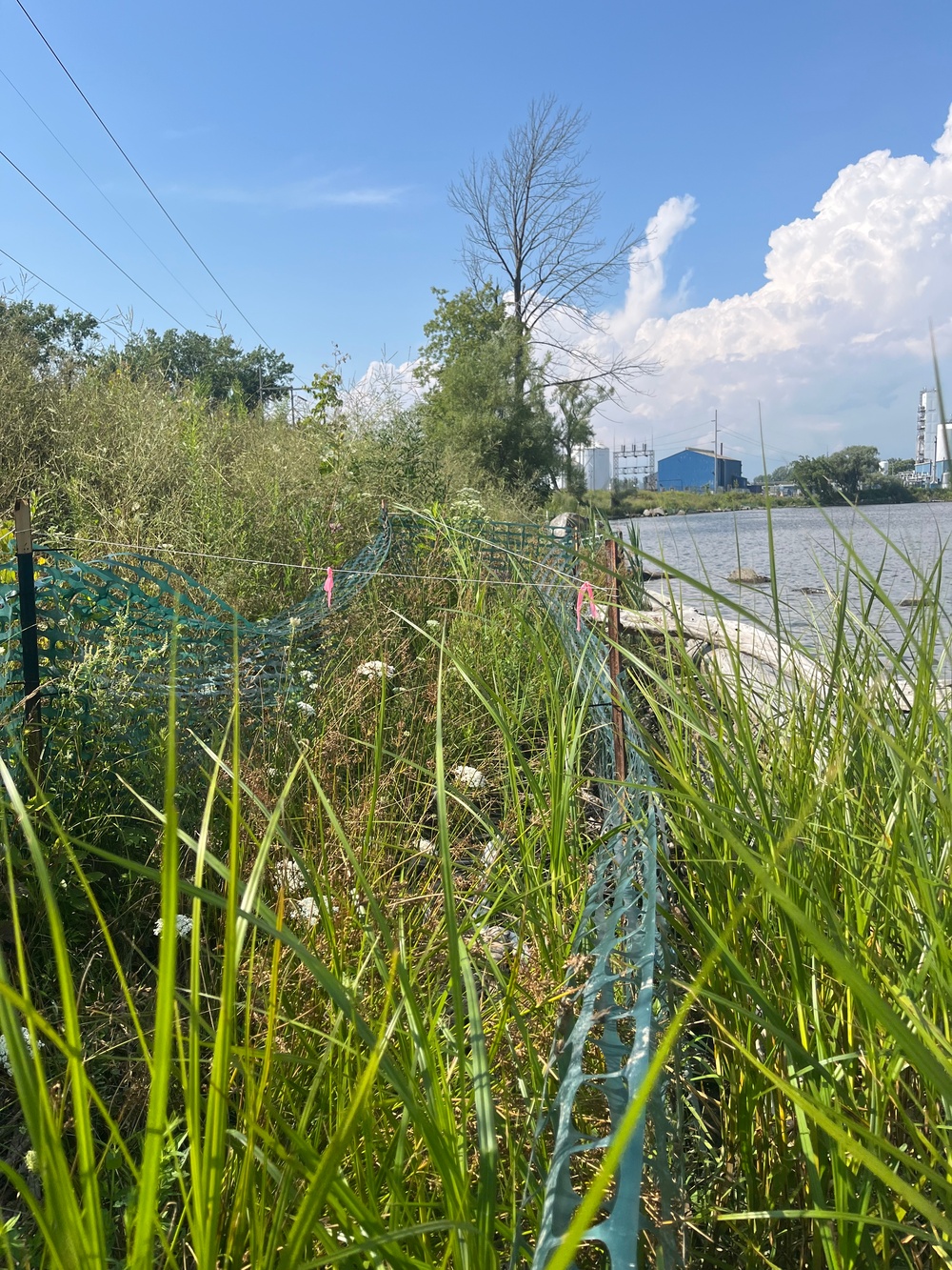 Buffalo River Habitat Restoration Completed at Katherine Street