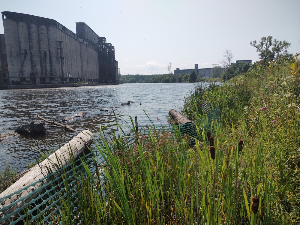 Buffalo River Habitat Restoration Completed at Katherine Street