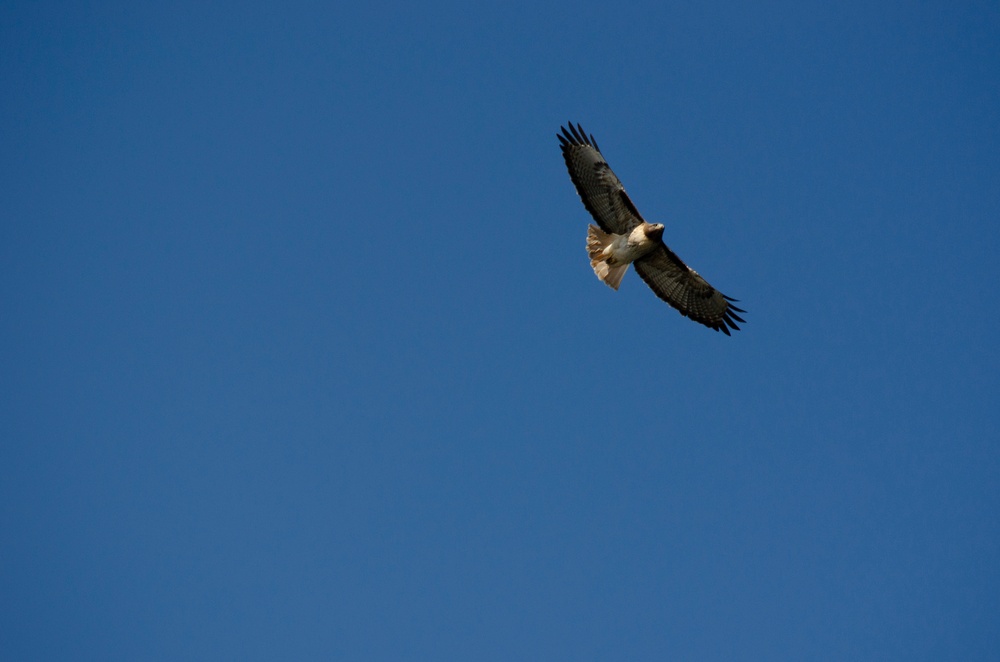 USACE Sacramento District supports annual eagle count