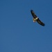 USACE Sacramento District supports annual eagle count