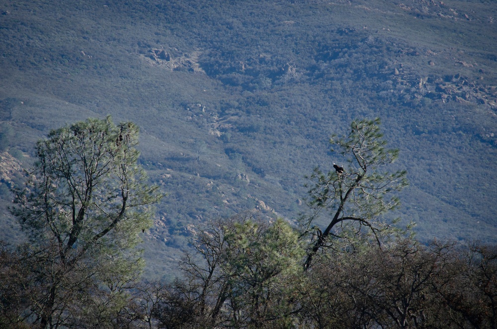 USACE Sacramento District supports annual eagle count