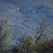 USACE Sacramento District supports annual eagle count