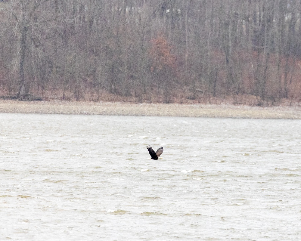 Shenango's Soaring Success: Eaglefest Highlights Conservation Triumphs