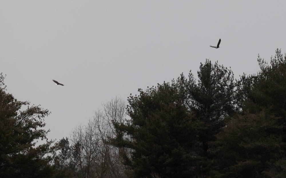 Shenango's Soaring Success: Eaglefest Highlights Conservation Triumphs