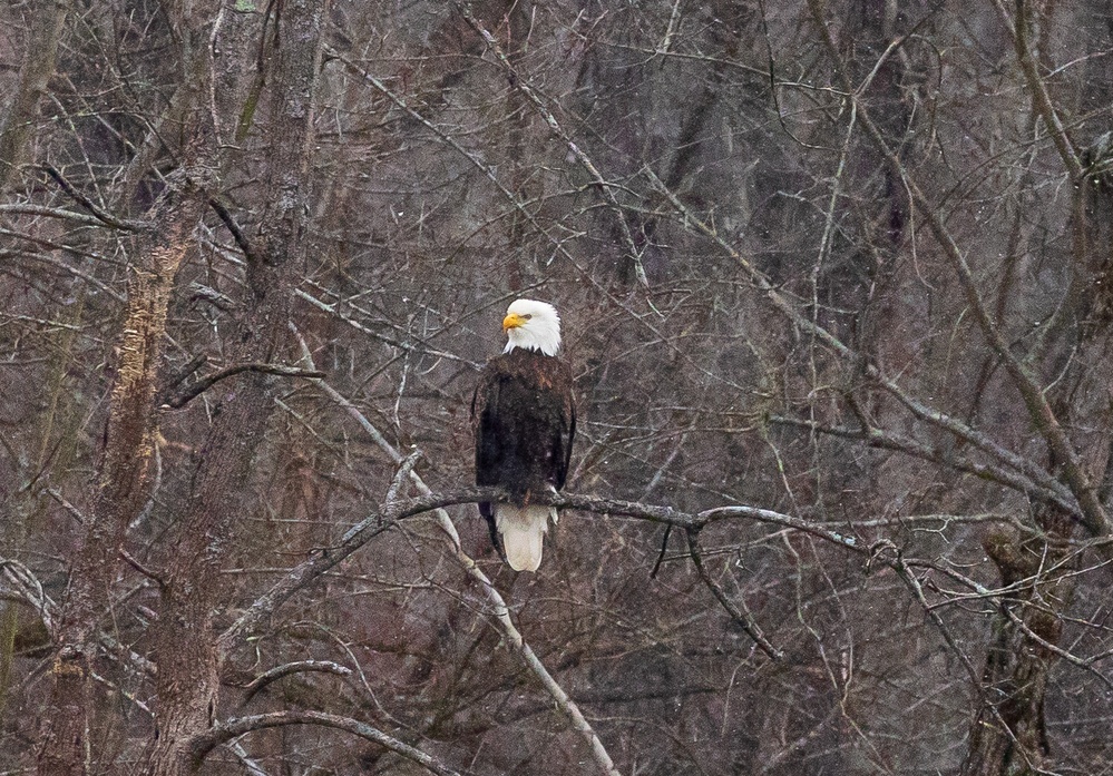 Shenango's Soaring Success: Eaglefest Highlights Conservation Triumphs