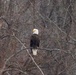 Shenango's Soaring Success: Eaglefest Highlights Conservation Triumphs