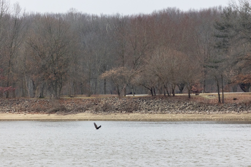 Shenango's Soaring Success: Eaglefest Highlights Conservation Triumphs