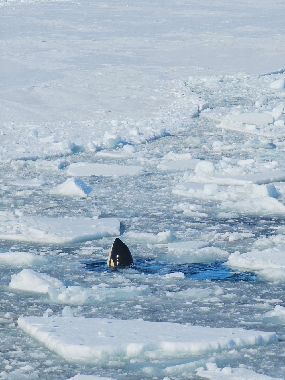 Coast Guard Cutter Polar Star (WAGB 10) breaks channel to McMurdo Station, Antarctica