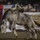 San Diego Rodeo