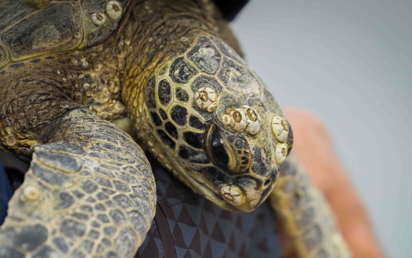 NMFS and NAVFAC Hawaii Sea Turtle Tagging Project