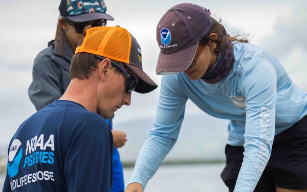 NMFS and NAVFAC Hawaii Sea Turtle Tagging Project