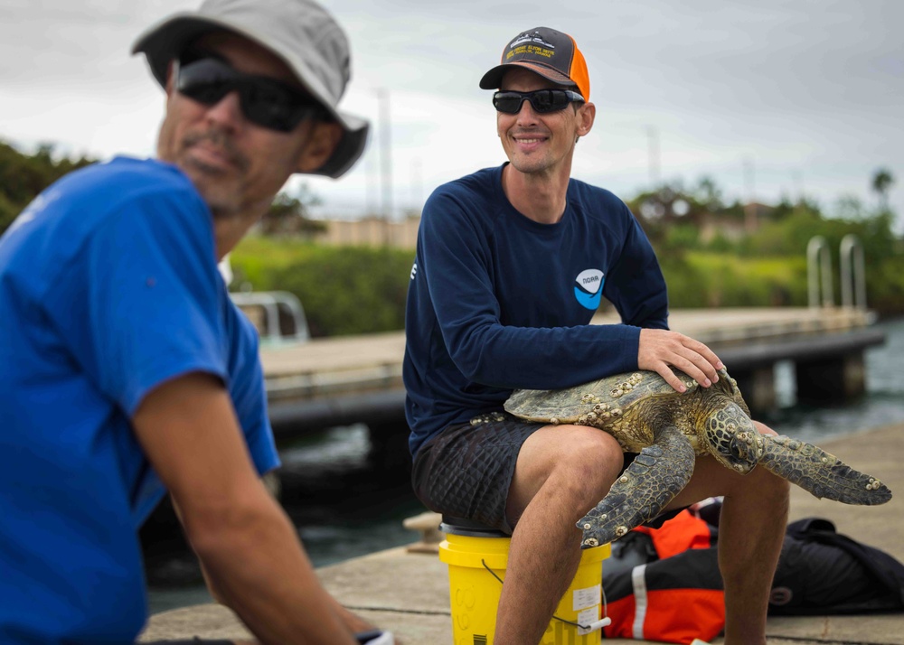 NMFS and NAVFAC Hawaii Sea Turtle Tagging Project