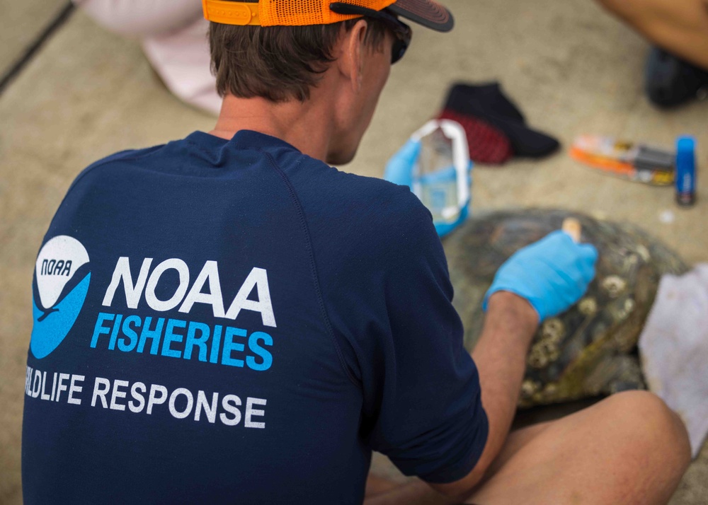 NMFS and NAVFAC Hawaii Sea Turtle Tagging Project