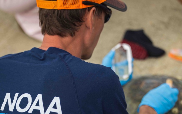 NMFS and NAVFAC Hawaii Sea Turtle Tagging Project