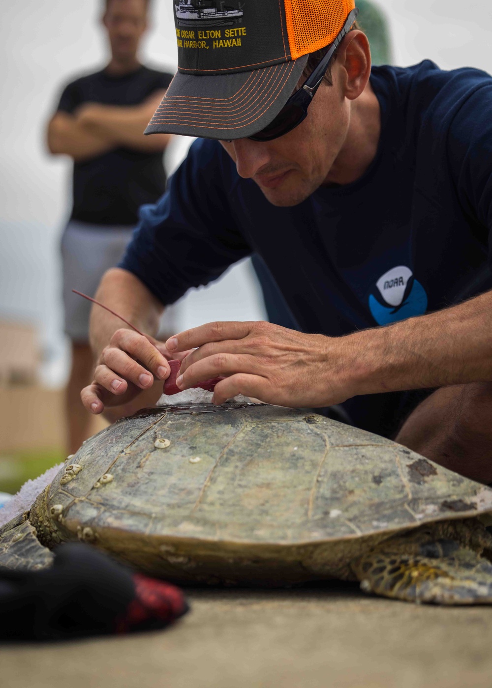 NMFS and NAVFAC Hawaii Sea Turtle Tagging Project