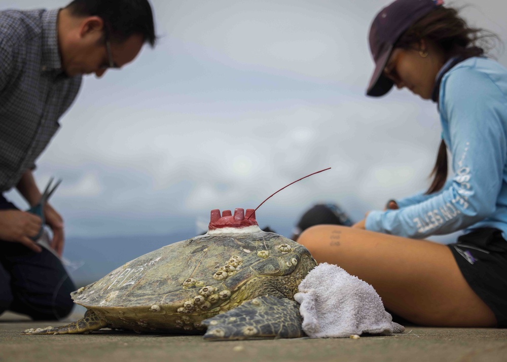 NMFS and NAVFAC Hawaii Sea Turtle Tagging Project