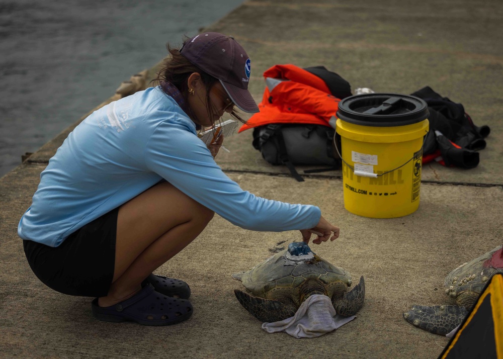 NMFS and NAVFAC Hawaii Sea Turtle Tagging Project