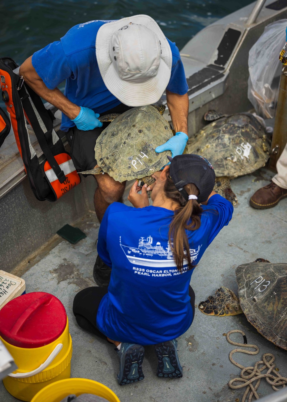 NMFS and NAVFAC Hawaii Sea Turtle Tagging Project