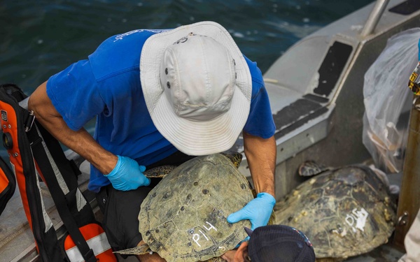 NMFS and NAVFAC Hawaii Sea Turtle Tagging Project