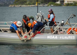 NMFS and NAVFAC Hawaii Sea Turtle Tagging Project