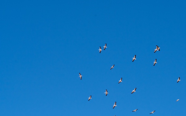 Flight safety BASHes airfield hazards at AB 201